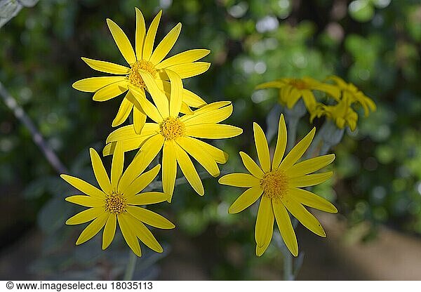 Blüte einer Sukkulente  Senecio medley-woodii