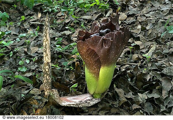 Blüte und Keimung der Frucht von Elefantenjamswurzel (Amorphophallus campanulatus)  Trivandrum  Kerala  Indien  Asien