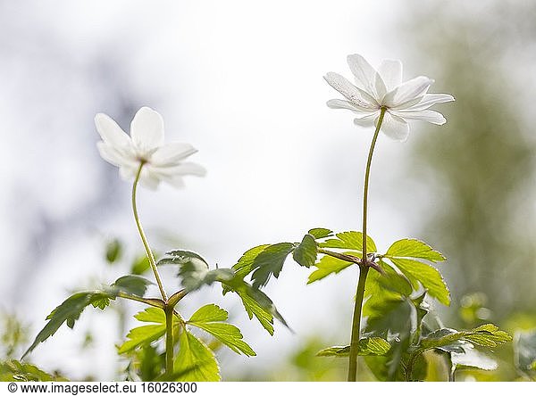 Blüte vom Buschwindröschen (Anemone nemorosa)  von unten  Deutschland  Europa