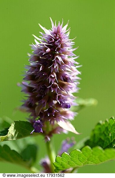 Blüte von Ostasiatischer Riesenysop  Agastache rugosa  Korean Zest. In Ostasien und Nordamerika als Heilpflanze  Gewürzpflanze und Duftpflanze verwendet