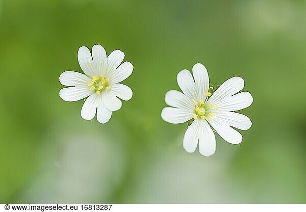 Blüten der Großen Sternmiere (Rabelera holostea)  früher Stellaria holostea  auch bekannt als Natternkopf und Große Sternmiere. East Harptree Wood  Mendip Hills  Somerset  England.