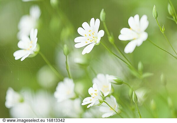 Blüten der Großen Sternmiere (Rabelera holostea)  früher Stellaria holostea  auch bekannt als Natternkopf und Große Sternmiere. East Harptree Wood  Mendip Hills  Somerset  England.