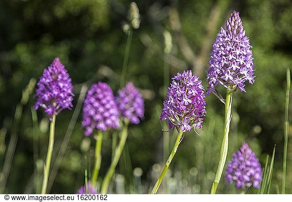 Blüten der Pyramidalen Orchidee (Anacamptis pyramidalis). Ayegui  Navarra  Spanien  Europa.