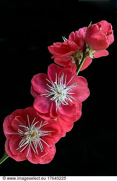 Blüten des Japanischen Zierpfirsichs (Prunus persica) 'Melred'