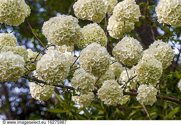 Blüten des Schneeball-Viburnums  Viburnum opulus 'Sterile'.