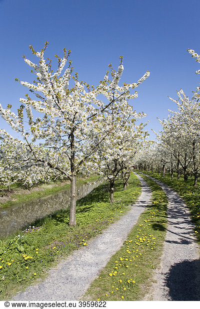 Blütenpracht im Frühjahr zur Zeit der Obstblüte  Kirschblüte  Altes Land  Niederelbe  Niedersachsen  Norddeutschland  Deutschland  Europa