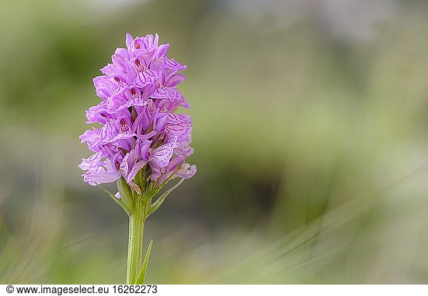 Blütenstand der Gefleckten Heide-Orchidee (Dactylorhiza maculata maculata). Naturpark Cap?aleres del Ter i del Freser. Katalonien. Spanien.