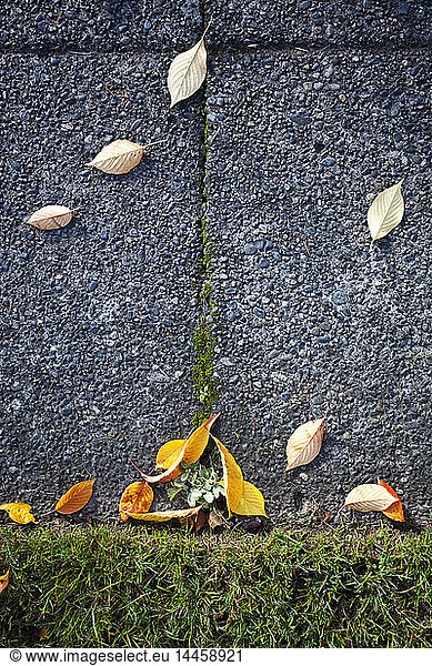 Blätter auf dem Bürgersteig