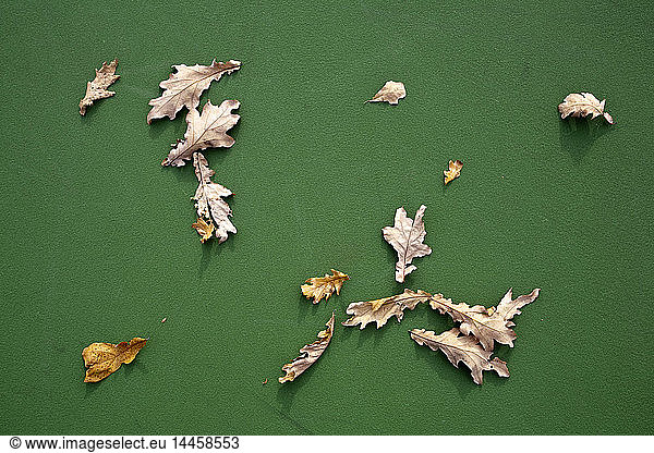 Blätter auf grünem Hintergrund