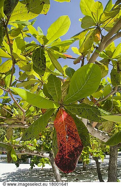 Blätter der Indischen Mandel (Terminalia catappa) verfärben sich während der Trockenzeit  Palawan-Insel  Philippinen  Asien
