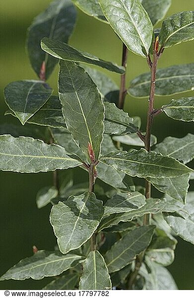 Blätter des Griechischen Lorbeers (Laurus nobilis)