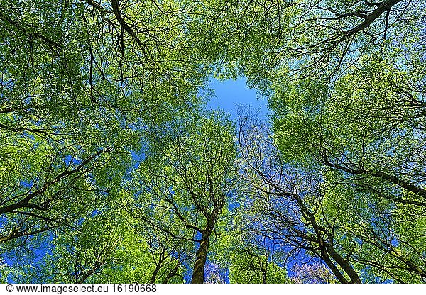 Blätterdach aus Buche (Fagus sylvatica) auf Rügen im Frühling  Nationalpark Jasmund  Sassnitz  Mecklenburg-Vorpommern  Deutschland  Europa