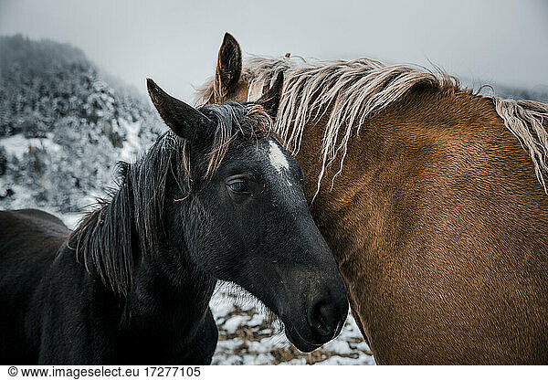 Black and brown horses standing on land during winter