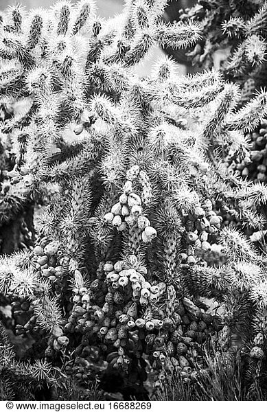 Black and white cactus beauty - visiting the Arizona desert