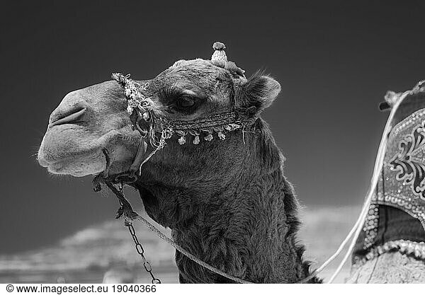 Black and white camel portraitin at beach in Agadir  Morocco.