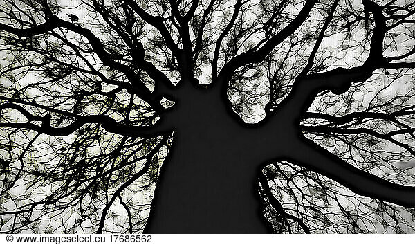 Black and white illustration of bare tree in winter