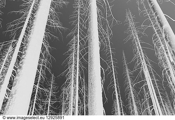 Black and white inverted image of the Norse Peak forest fire damaged trees  low angle view  near Mount Rainier National Park on the Pacific Crest Trail.
