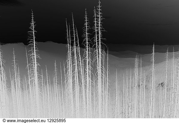 Black and white inverted image of the Norse Peak forest fire damaged trees  near Mount Rainier National Park