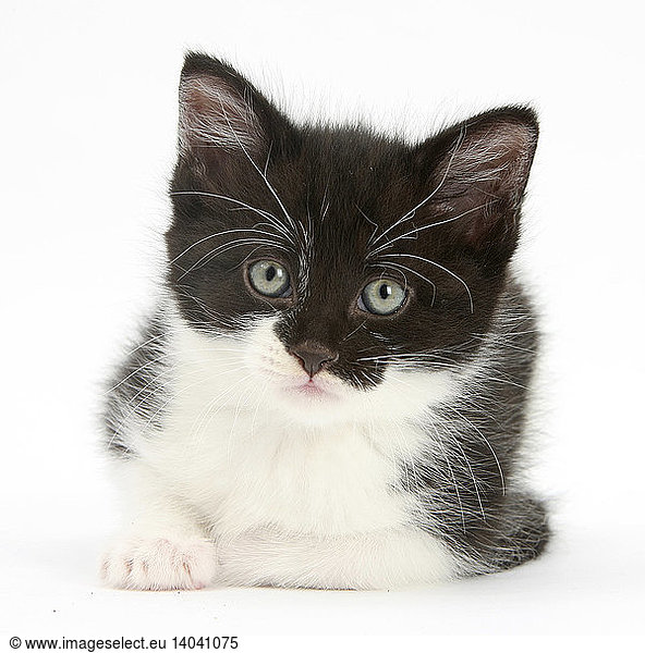 Black-and-White Kitten