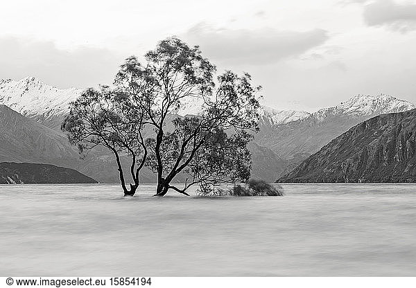black and white long exposure of flooded tree in Wanaka New Zealand