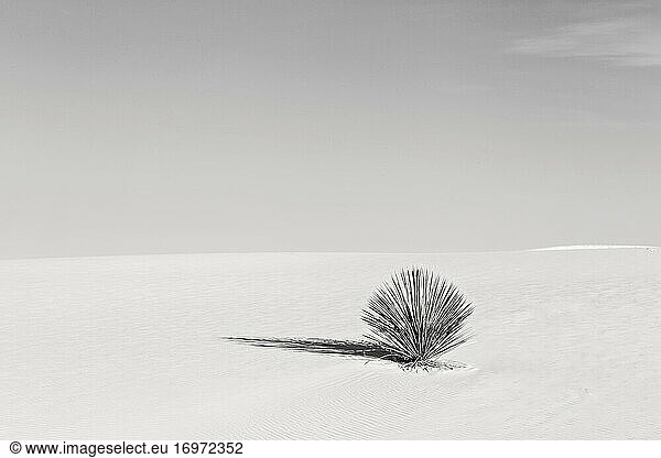 black and white of lone cactus in sand desert dune  minimalist.