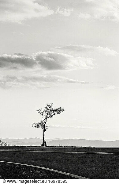 black and white of lone tree along Blue Ridge Parkway  Virginia