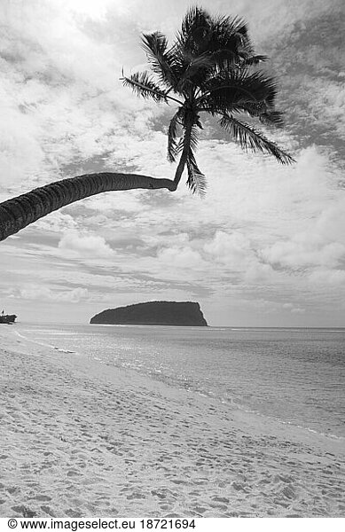Black and white photography of palm tree on exotic island