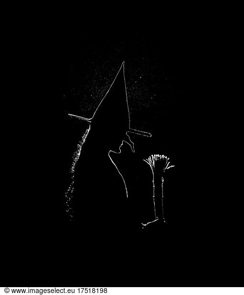 Black and white rim light silhouette of a woman in a witch costume.t