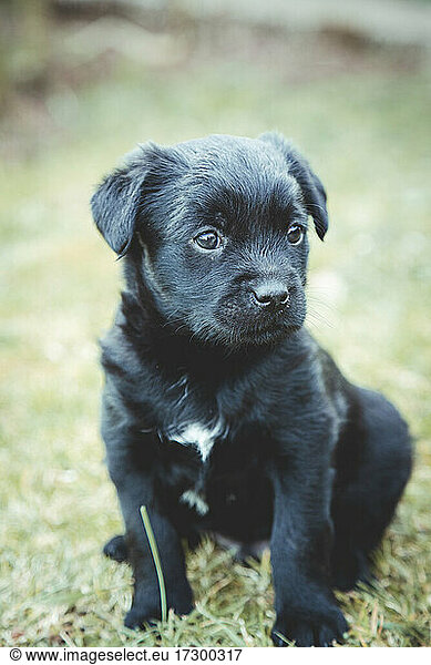 Black and white spotted puppy with tender look sitting on the grass