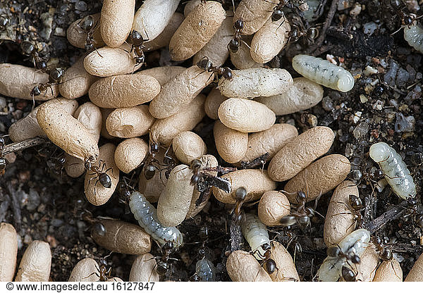 Black ants and cocoons under a stone  Sardinia