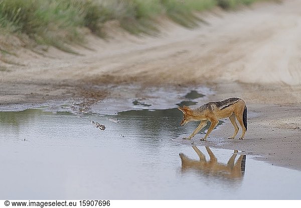Black-backed jackal (Canis mesomelas)  adult  on a dirt road  ready to drink rainwater from a big puddle  close of day  Kgalagadi Transfrontier Park  Northern Cape  South Africa  Africa.