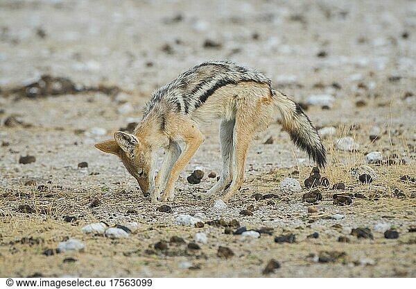 Black-backed jackal (Canis mesomelas) in search of prey  Etosha National Park  Namibia  Africa