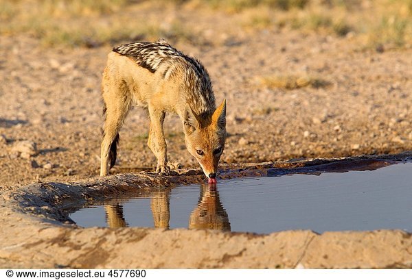 Black-backed Jackal Canis mesomelas  in the waterhole  Kgalagadi Transfrontier Park  Kalahari desert  South Africa