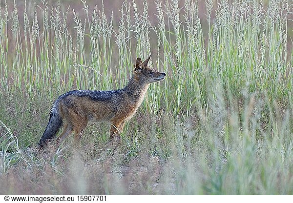 Black-backed jackal (Canis mesomelas)  young  in the high grass  sniffing the air  Kgalagadi Transfrontier Park  Northern Cape  South Africa  Africa.