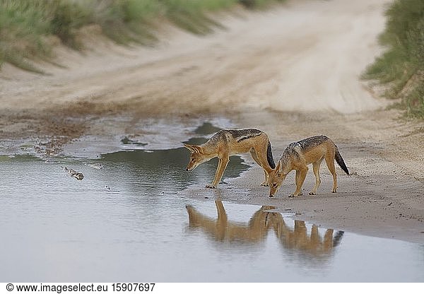 Black-backed jackals (Canis mesomelas)  adults  on a dirt road  ready to drink rainwater from a big puddle  close of day  Kgalagadi Transfrontier Park  Northern Cape  South Africa  Africa.