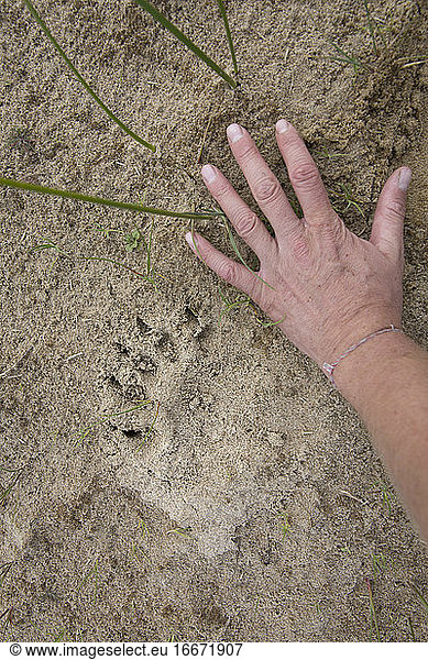 Black bear tracks  Oregon dunes.