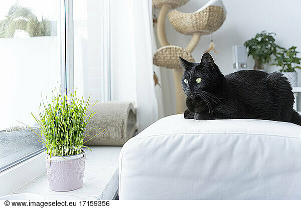 Black cat looking through window while sitting on ottoman stool at home