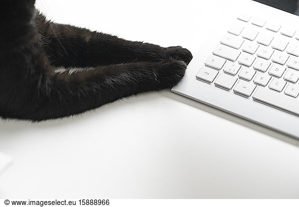 Black cat lying on white desk touching keyboard with paws  partial view