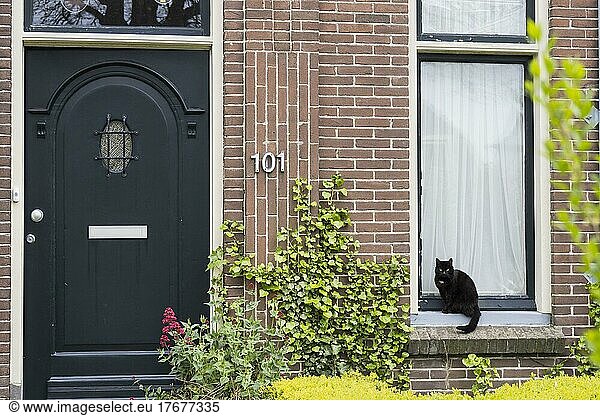 Black cat sitting on window sill  house front with entrance door  Texel  North Holland  Netherlands