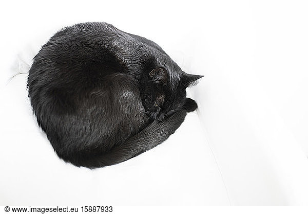 Black cat sleeping on white blanket