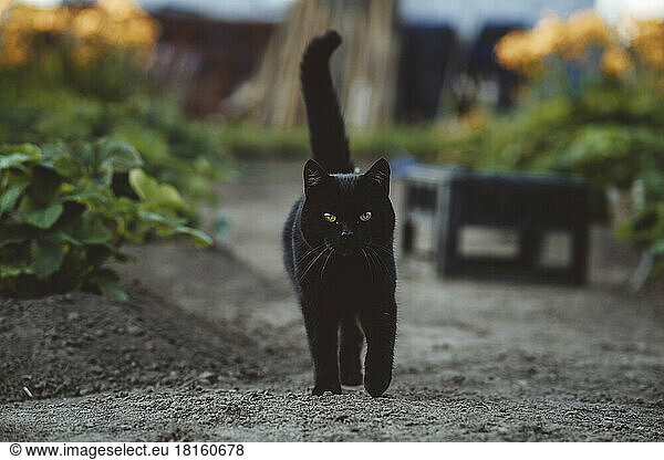 Black cat walking in garden