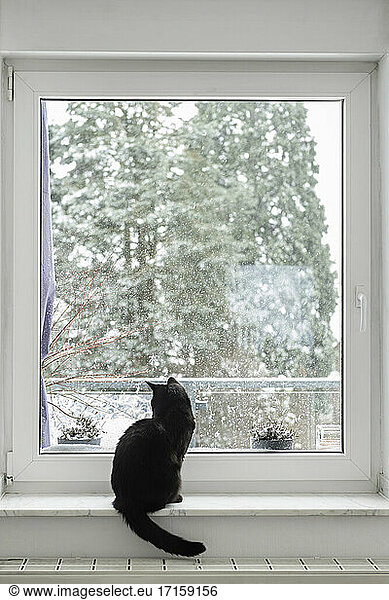Black cat watching snow falling through window