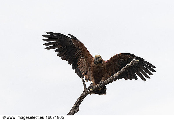 Black-collared Hawk (Busarellus nigricollis)  on a branch  Pantanal area  Mato Grosso  Brazil