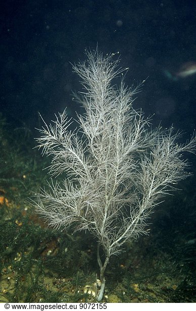 Black coral  Antipathes fiordensis  colony growing on reef  Fiordland  New Zealand