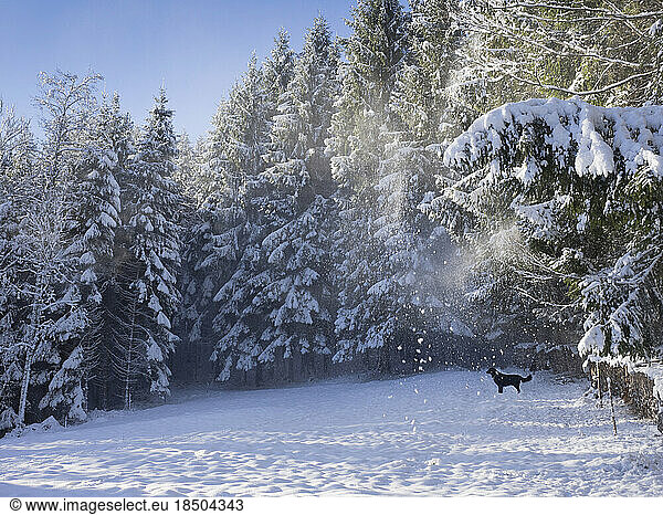 Black dog (Flat Coated Retriever) in snowy Black Forest  Yach  Elzach  Baden-Württemberg  Germany