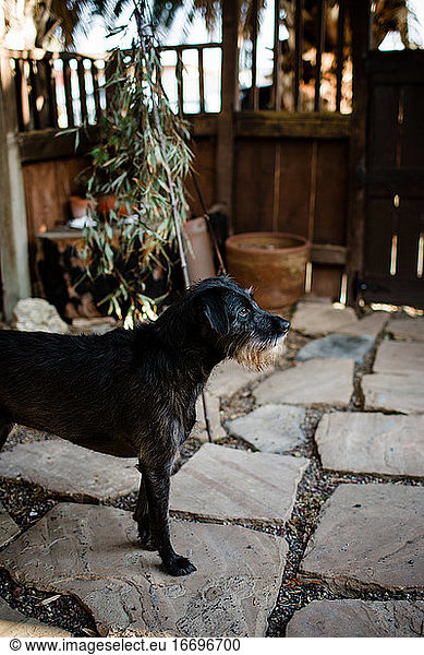 Black Dog with Beard Standing on Patio