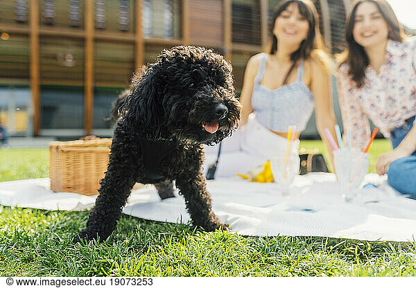 Black dog with friends sitting in background