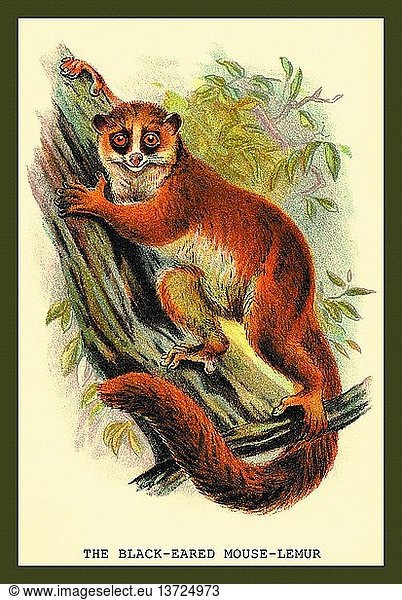 Black-Eared Mouse Lemur 1833