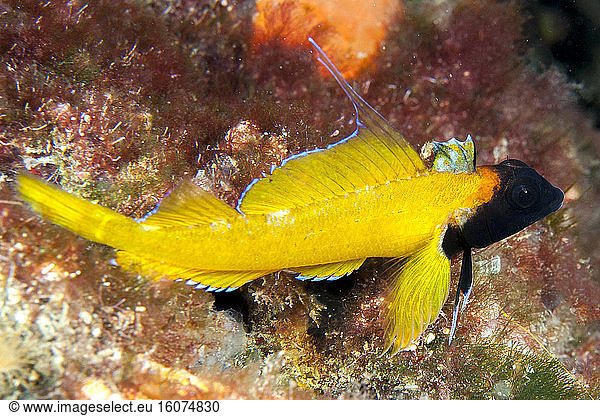 Black-faced blenny (Tripterygion delaisi)  in the Marine Protected Area on the Agathoise side  Herault  Occitanie  France.