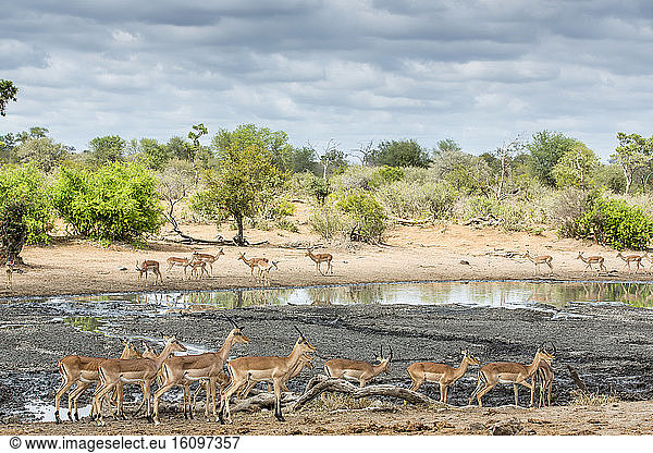 Black-faced Impala (Aepyceros melampus petersi)  group at the waterhole  Sabi Sands Private Reserve  South Africa